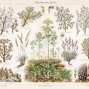 Steppe Plants Chromolithograph 1895