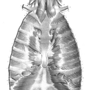 Sternum anatomy engraving 1866