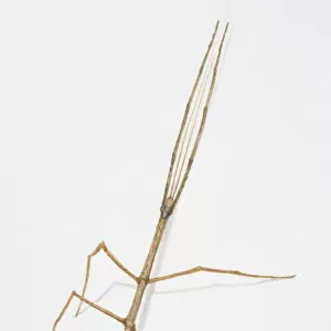 Stick Insect, Anchiale maculata, side view