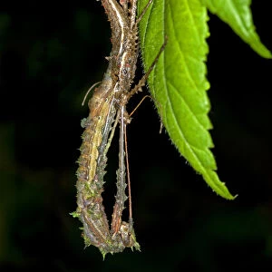 A stick insect -Phasmida- sloughing its skin, Tandayapa region, Andean cloud forest, rainforest, Ecuador, South America