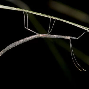 Stick insect -Phasmida-, Tandayapa region, Andean cloud forest, Ecuador, South America