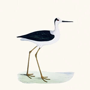 Stilt bird 19 century illustration