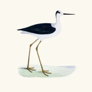 Stilt bird 19 century illustration Stilt bird 19 century illustration