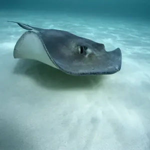 Stingray Stingray