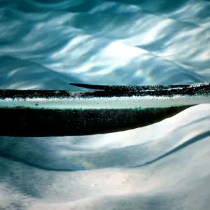Stingray City Print, Cayman Islands Scene Stingray City Print, Cayman Islands Scene