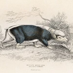 The stink badger engraving 1855