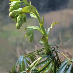 Stinking Hellebore Print