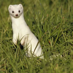 Stoat, Ermine or Short-tailed weasel -Mustela erminea-, winter fur, Allgau, Bavaria, Germany