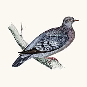 Stock dove bird
