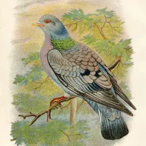 Stock dove birds from Great Britain 1897
