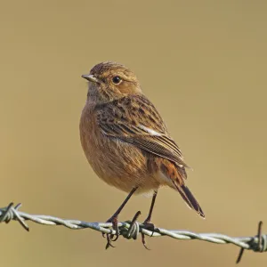 Stonechat [Saxicola torquata]