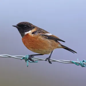 Stonechat [Saxicola torquata]