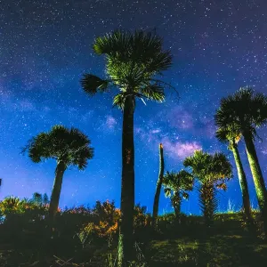 Stonehenge Palms Stonehenge Palms