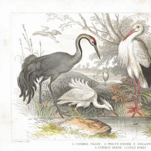 Stork, Cranes and Heron old litho print from 1852