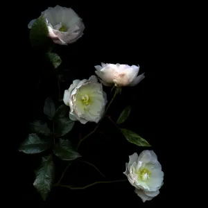 Story of roses Story of roses
