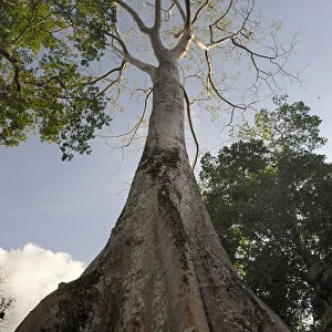 Strangler Fig -Ficus virens-, Ta Prohm Temple, Cambodia, Southeast Asia, Asia