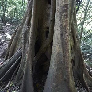 Strangler Fig -Ficus- wrapped around a host tree, tropical rain forest, Las Pailas, Ricon de la Vieja National Park, Province of Guanacaste, Costa Rica, Central America