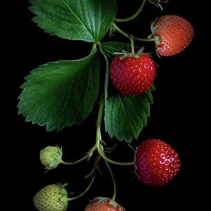 Strawberry fruits