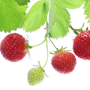 Strawberry fruits Strawberry fruits