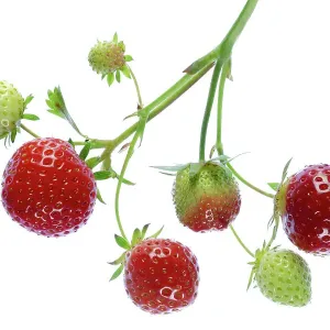 Strawberry fruits Strawberry fruits