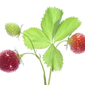 Strawberry fruits Strawberry fruits