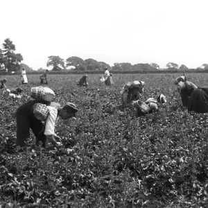 Strawberry Harvest Print circa 1900 Strawberry Harvest Print circa 1900