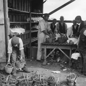 Strawberry Pickers Print circa 1900 Strawberry Pickers Print circa 1900