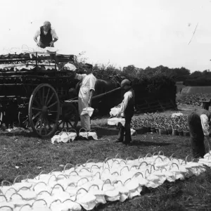 Strawberry Punnets Print circa 1900 Strawberry Punnets Print circa 1900