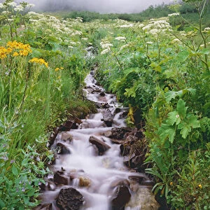 Stream flows down hillside, Rocky Mountains, Colorado, USA