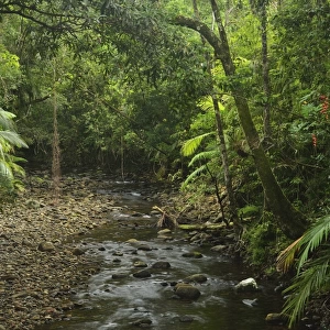 Stream in rainforest