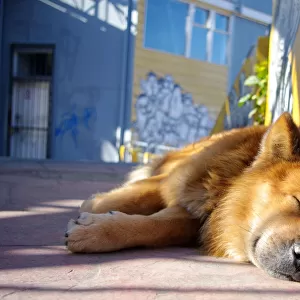 Street dog sleeping in ValparaAiso, Chile