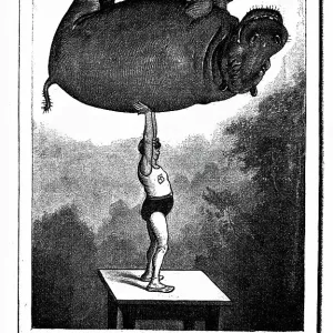 Strength raises the hippo. The tricks of the photographer Strength raises the hippo. The tricks of the photographer