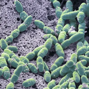 SEM Print of Streptococcus mutans Bacteria