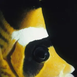 Striped Butterflyfish Striped Butterflyfish