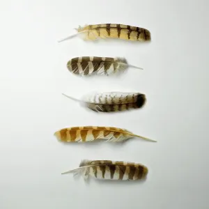 Five striped feathers Five striped feathers