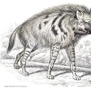 Striped hyena engraving 1840