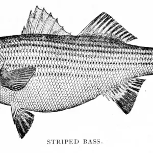 Stripped Bass Print, 1898 Engraving Stripped Bass Print, 1898 Engraving