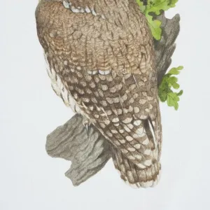 Strix aluco, Tawny Owl perched on tree branch