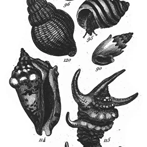 Strombus Lentiginosus, Representatives of the Phyla Porifera, Coelenterata and Mollusca