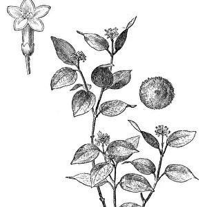 The strychnine tree (Strychnos nux-vomica)