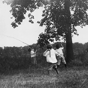 Stuck Up A Tree; boys throwing sticks in an attempt to bring an object down