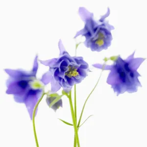 Blue Flowers Print Blue Flowers Print