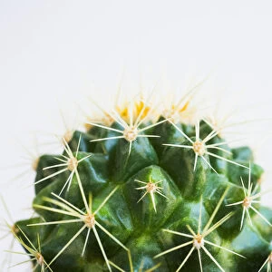 Studio shot of cactus