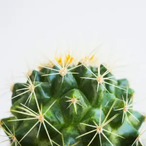 Studio shot of cactus Studio shot of cactus