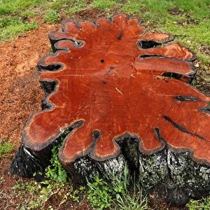 Stump of a large lime tree was sealed with varnish, on the banks of the Camel River in Wadebridge, Cornwall, England, United Kingdom, Europe