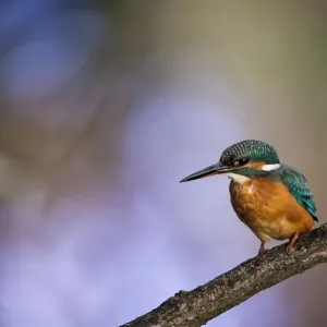 A stunning Kingfisher with a colorful out of focus woodland background. English Peak District. UK A stunning Kingfisher with a colorful out of focus woodland background. English Peak District. UK