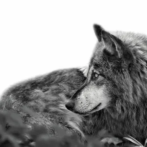 Stunning profile portrait of handsome Gray Wolf Stunning profile portrait of handsome Gray Wolf