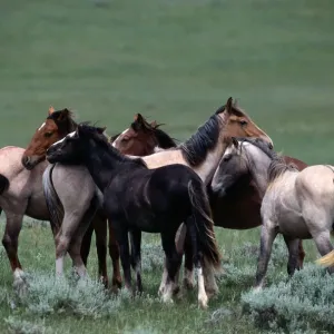 sturdy wild horse breed found in small herds in Mexico and western North American plains sturdy wild horse breed found in small herds in Mexico and western North American plains