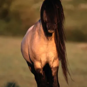 sturdy wild horse breed found in small herds in Mexico and western North American plains sturdy wild horse breed found in small herds in Mexico and western North American plains