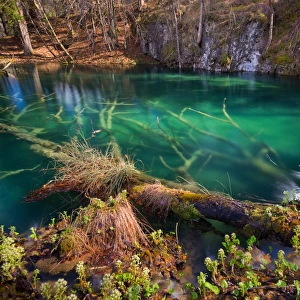 Submerged trees in turquoise lakes, Plitvice